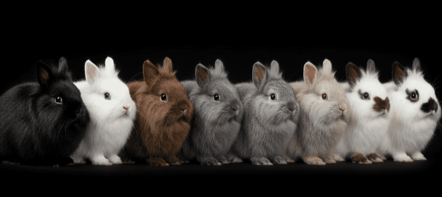conejos_enano_holandes_colores